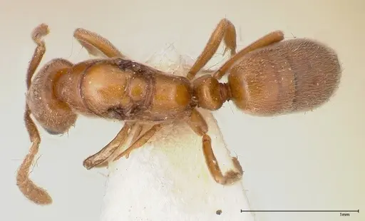 Hypoponera rigida specimen