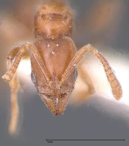 Hypoponera rigida specimen