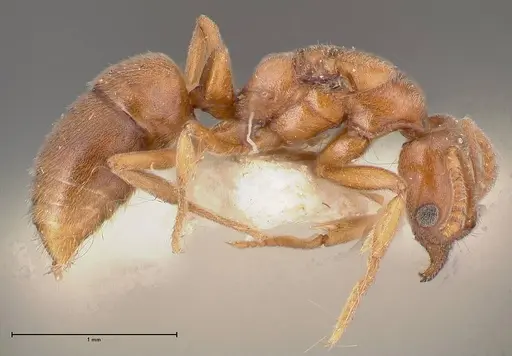 Hypoponera rigida specimen