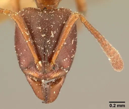 Hypoponera sakalava specimen