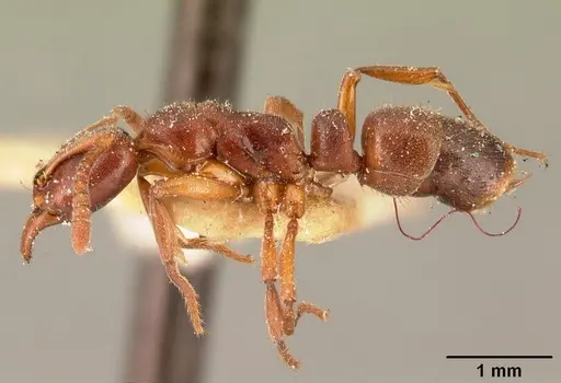 Hypoponera sakalava specimen
