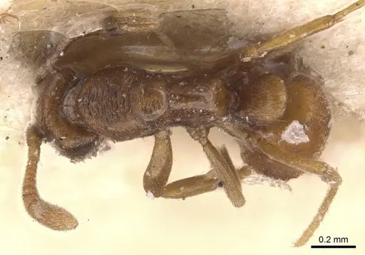 Hypoponera sauteri specimen