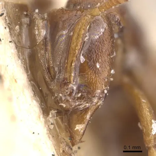 Hypoponera sauteri specimen