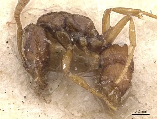 Hypoponera sauteri specimen