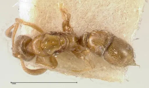 Hypoponera sauteri - FOCOL0362