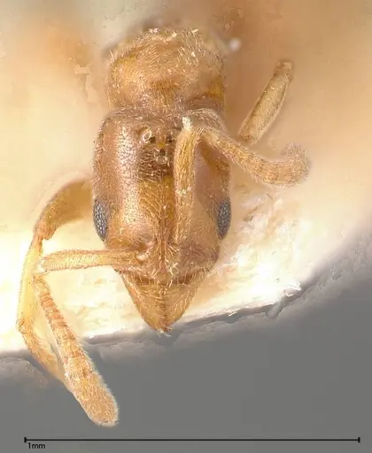 Hypoponera sauteri - FOCOL0362