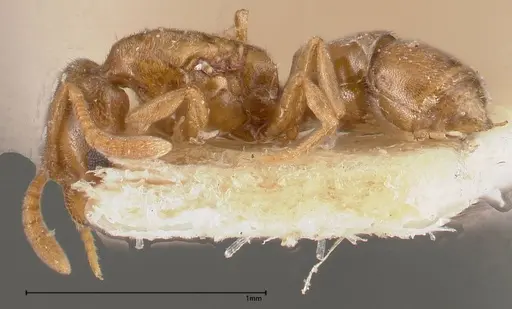 Hypoponera sauteri - FOCOL0362