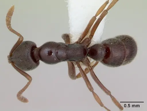 Hypoponera schmalzi specimen