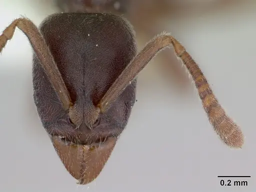 Hypoponera schmalzi specimen