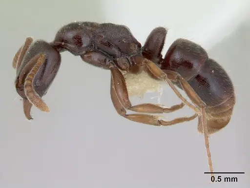 Hypoponera schmalzi specimen