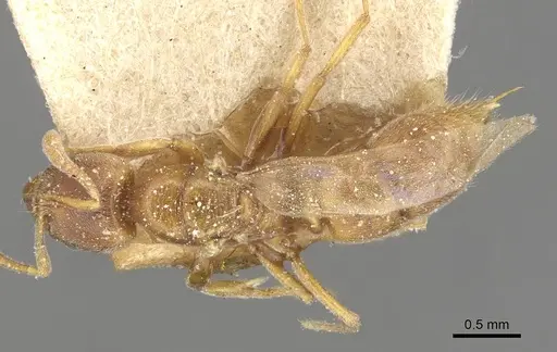 Hypoponera schmalzi - CASENT0915297