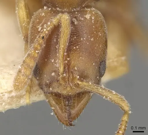 Hypoponera schmalzi - CASENT0915297