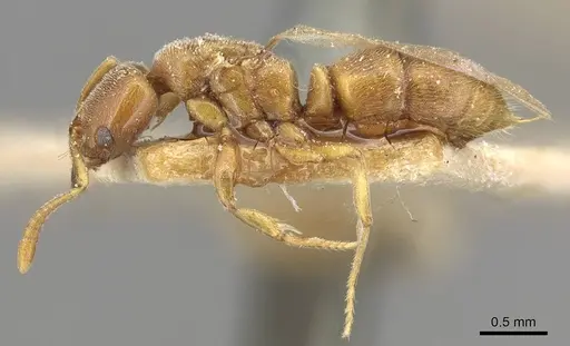 Hypoponera schmalzi - CASENT0915297