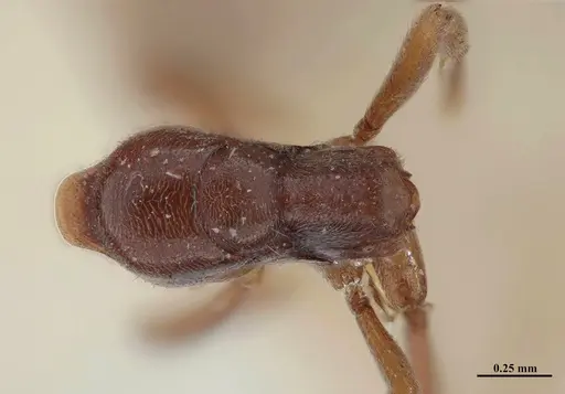 Hypoponera schmalzi - MHNGENTO00094339