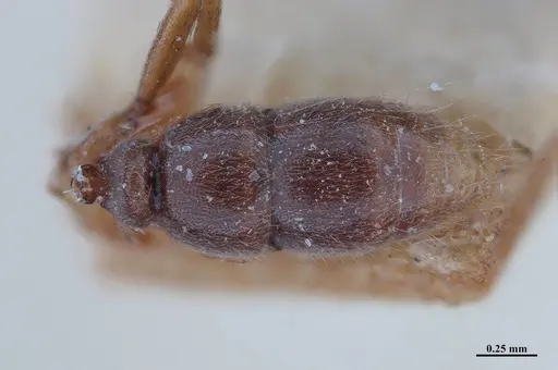 Hypoponera schmalzi - MHNGENTO00094339