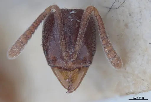 Hypoponera schmalzi - MHNGENTO00094339