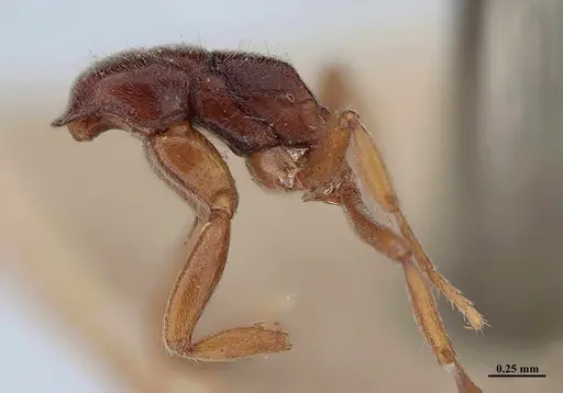 Hypoponera schmalzi - MHNGENTO00094339