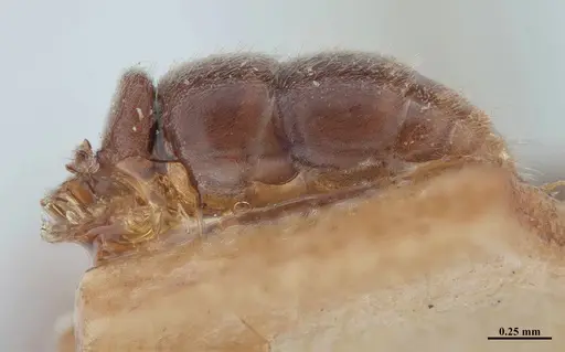 Hypoponera schmalzi - MHNGENTO00094339