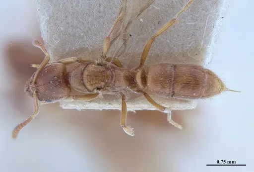 Hypoponera schmalzi - MHNGENTO00094340