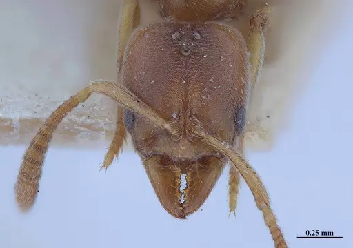 Hypoponera schmalzi - MHNGENTO00094340