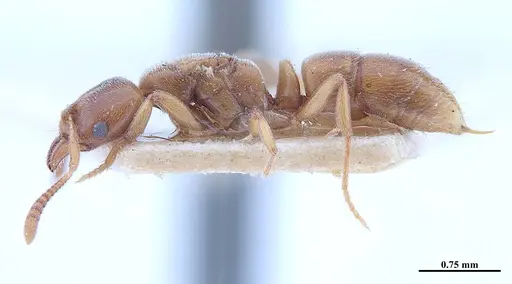 Hypoponera schmalzi - MHNGENTO00094340