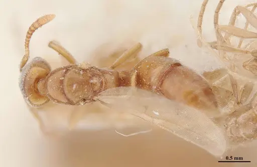 Hypoponera schmalzi - MHNGENTO00094344