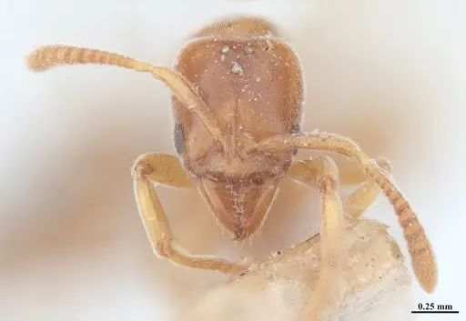 Hypoponera schmalzi - MHNGENTO00094344