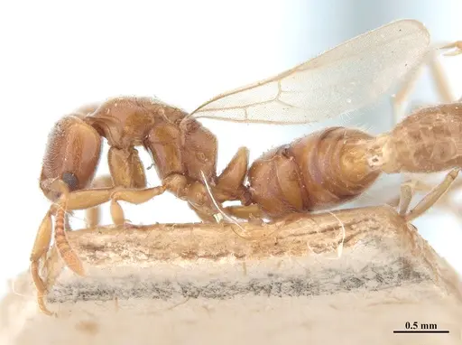 Hypoponera schmalzi - MHNGENTO00094344