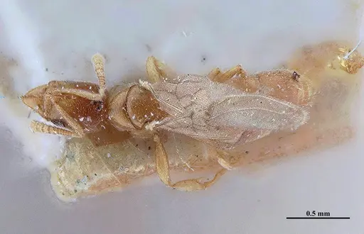 Hypoponera schwebeli specimen