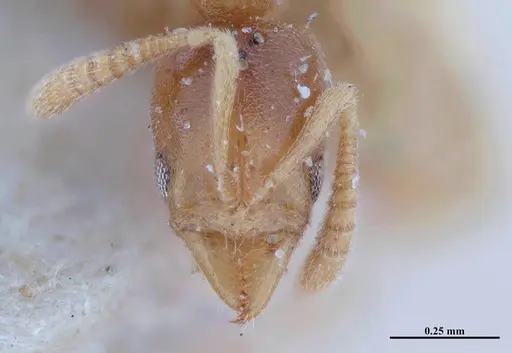 Hypoponera schwebeli specimen