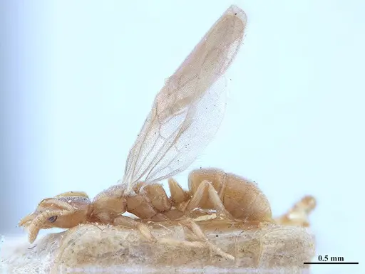 Hypoponera schwebeli specimen