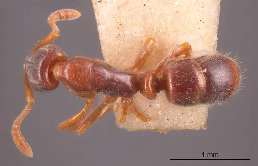 Hypoponera scitula specimen