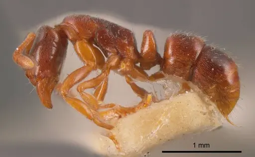 Hypoponera scitula specimen