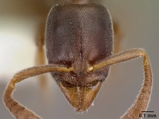 Hypoponera segnis specimen