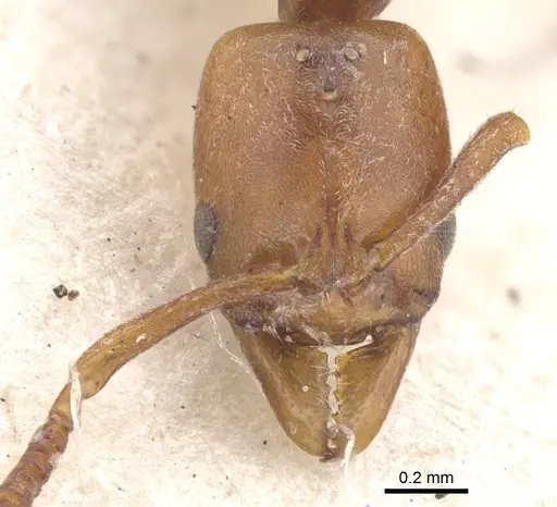 Hypoponera silvestrii specimen