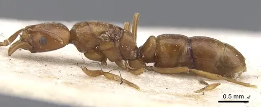 Hypoponera silvestrii specimen