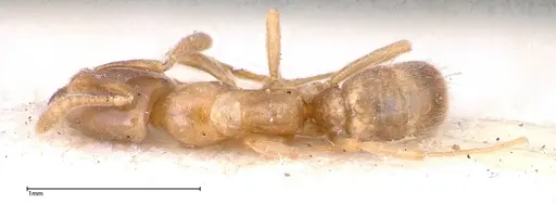 Hypoponera singaporensis specimen