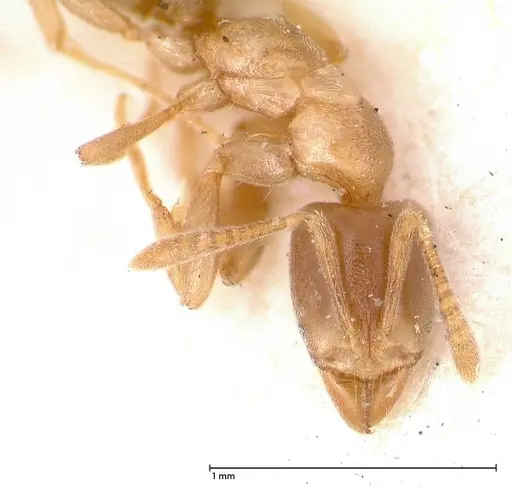 Hypoponera singaporensis specimen