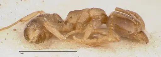 Hypoponera singaporensis specimen