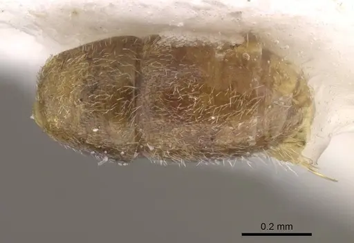 Hypoponera sinuosa specimen