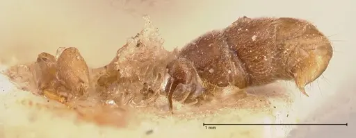 Hypoponera siremps specimen