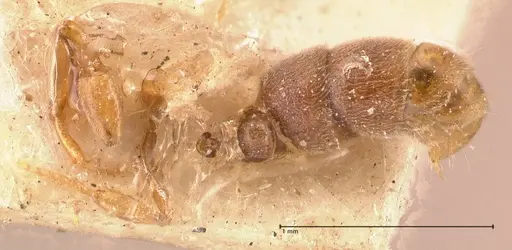 Hypoponera siremps specimen