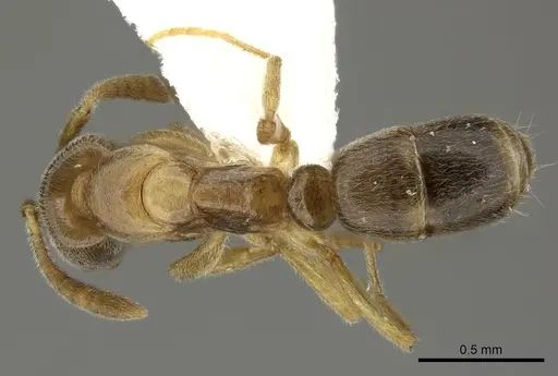Hypoponera sororcula specimen