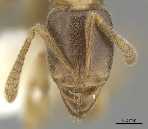 Hypoponera sororcula specimen
