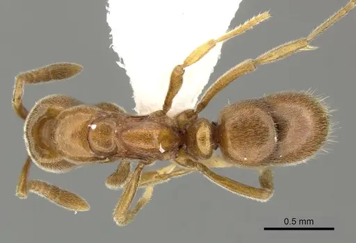 Hypoponera sororcula - CASENT0270523