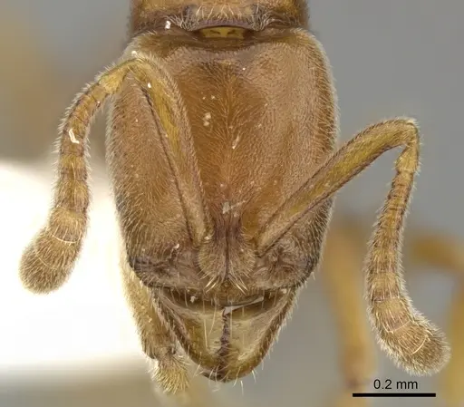Hypoponera sororcula - CASENT0270523