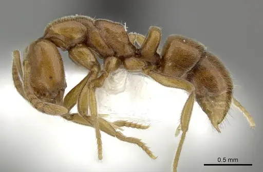 Hypoponera sororcula - CASENT0270523