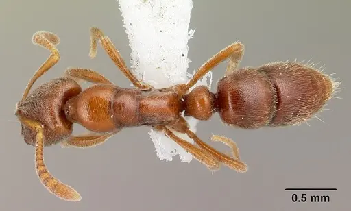 Hypoponera spei specimen