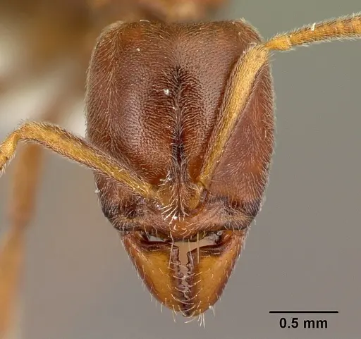 Hypoponera spei specimen