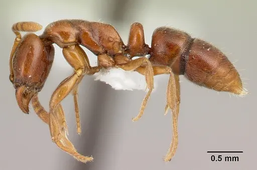 Hypoponera spei specimen